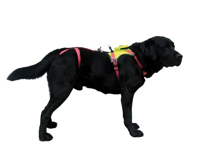 dog_harness_2_R43SIPF5VO50.jpg